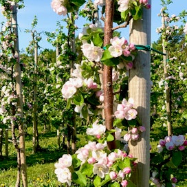 Omenapuiden ei anneta kasvaa kovin korkeiksi, ja ne tuetaan kuin viiniköynnökset. Näin puiden ja omenien hoito sekä sadon korjaaminen on helpompaa.