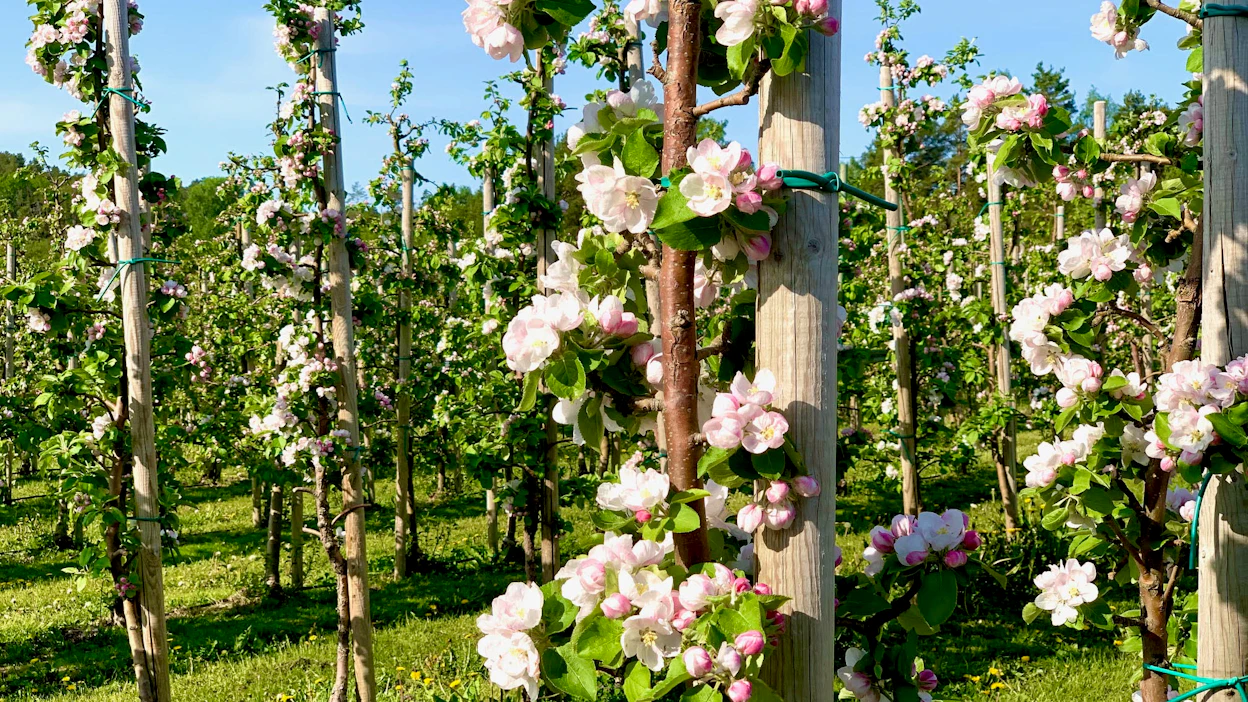 Omenapuiden ei anneta kasvaa kovin korkeiksi, ja ne tuetaan kuin viiniköynnökset. Näin puiden ja omenien hoito sekä sadon korjaaminen on helpompaa.