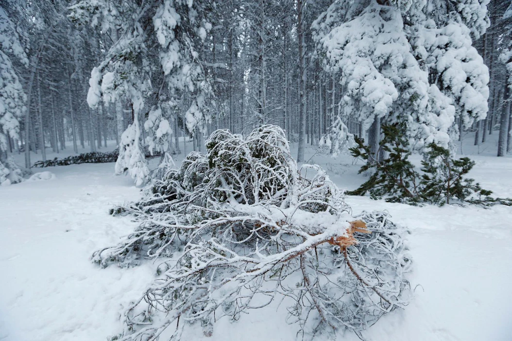 Märkä tykkylumi katkoo puita ja oksia.