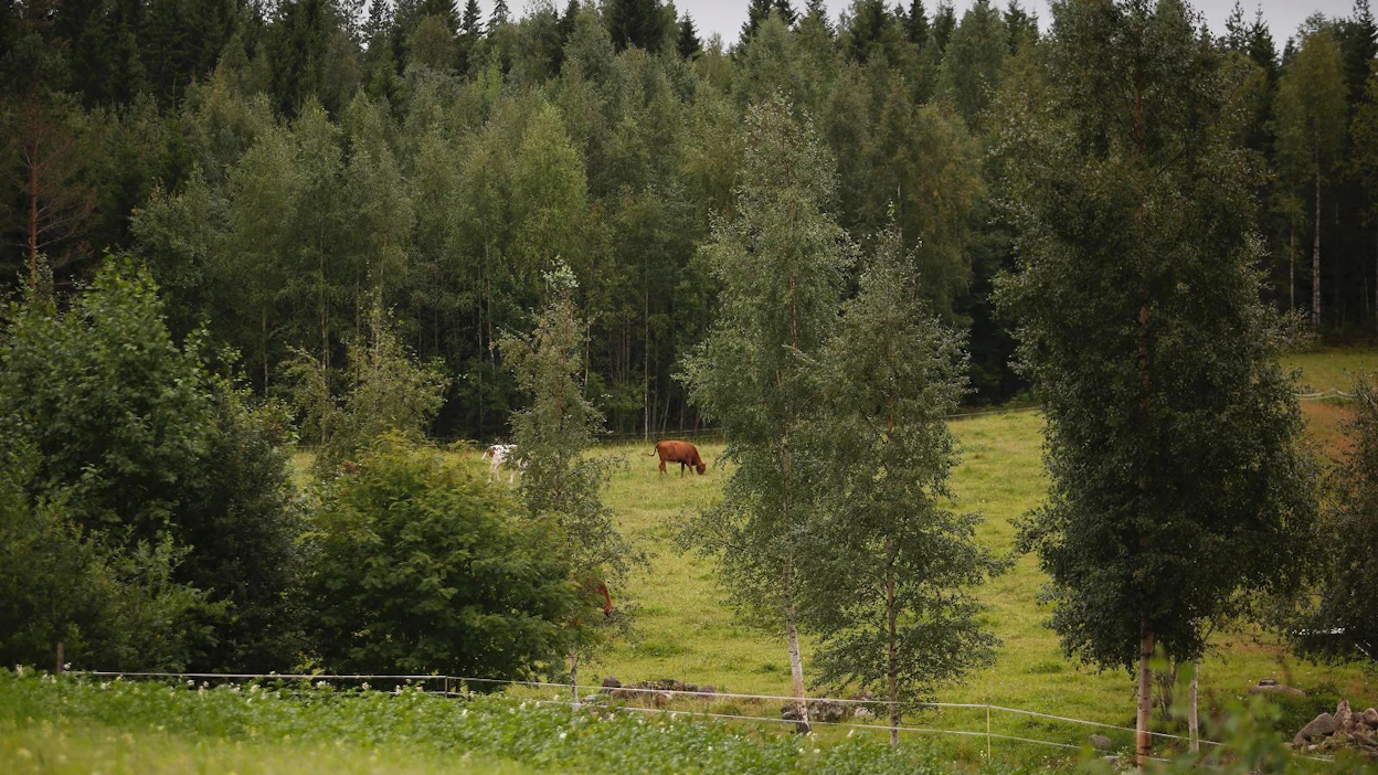 Perussuomalaiset ovat valmiita pääomatuloveron nostoon. Sipilä ei nostoa kannata.