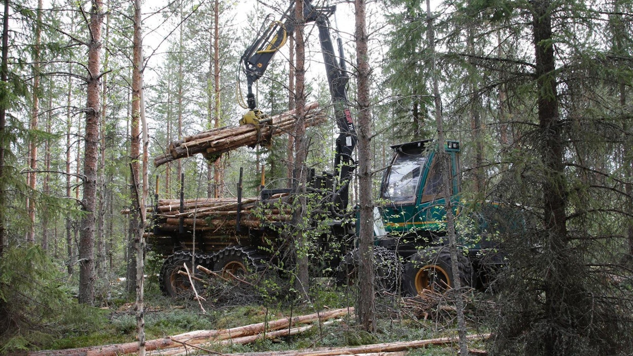 Suomi on suunnitellut lisäävänsä metsien hakkuita merkittävästi lähivuosina.