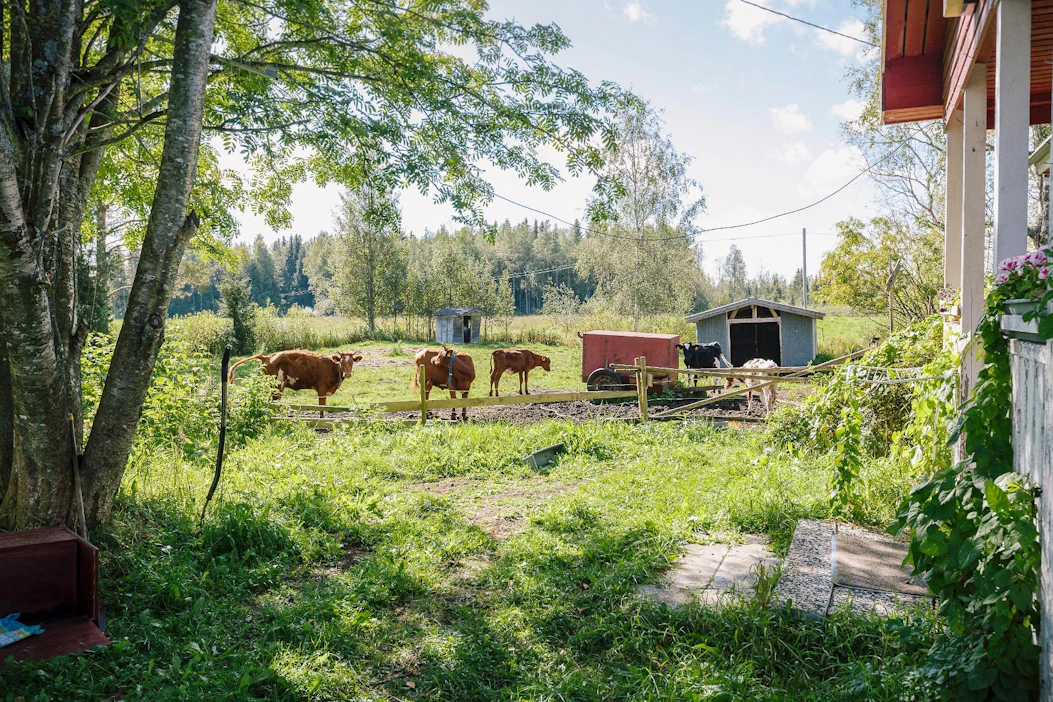Sudet tappoivat vasikan valkoisen mökin kohdalle, 30 metrin päähän talon kuistista Haapajärvellä.