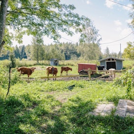 Sudet tappoivat vasikan valkoisen mökin kohdalle, 30 metrin päähän talon kuistista Haapajärvellä.