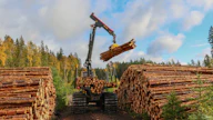Metsäkone työssään. Kuvituskuva. 