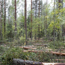 Ensiharvennusten laadussa on metsäkeskuksen tarkastusten perusteella paljon parannettavaa.