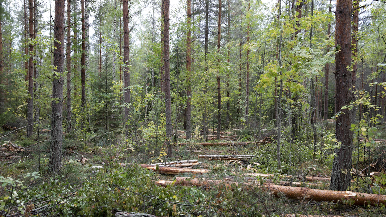 Ensiharvennusten laadussa on metsäkeskuksen tarkastusten perusteella paljon parannettavaa.