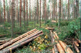 Hiilijalanjälki antaa elinkaarianalyysien asiantuntijan mukaan vain negatiivisia tuloksia. Hiilikädenjälki ottaa huomioon myös ihmisen toimien positiiviset vaikutukset, kuten sen että metsätuotteilla voi korvata haitallisempia tuotteita.