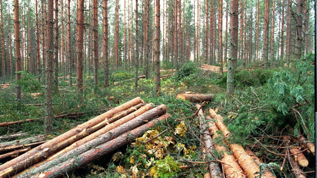 Hiilijalanjälki antaa elinkaarianalyysien asiantuntijan mukaan vain negatiivisia tuloksia. Hiilikädenjälki ottaa huomioon myös ihmisen toimien positiiviset vaikutukset, kuten sen että metsätuotteilla voi korvata haitallisempia tuotteita.