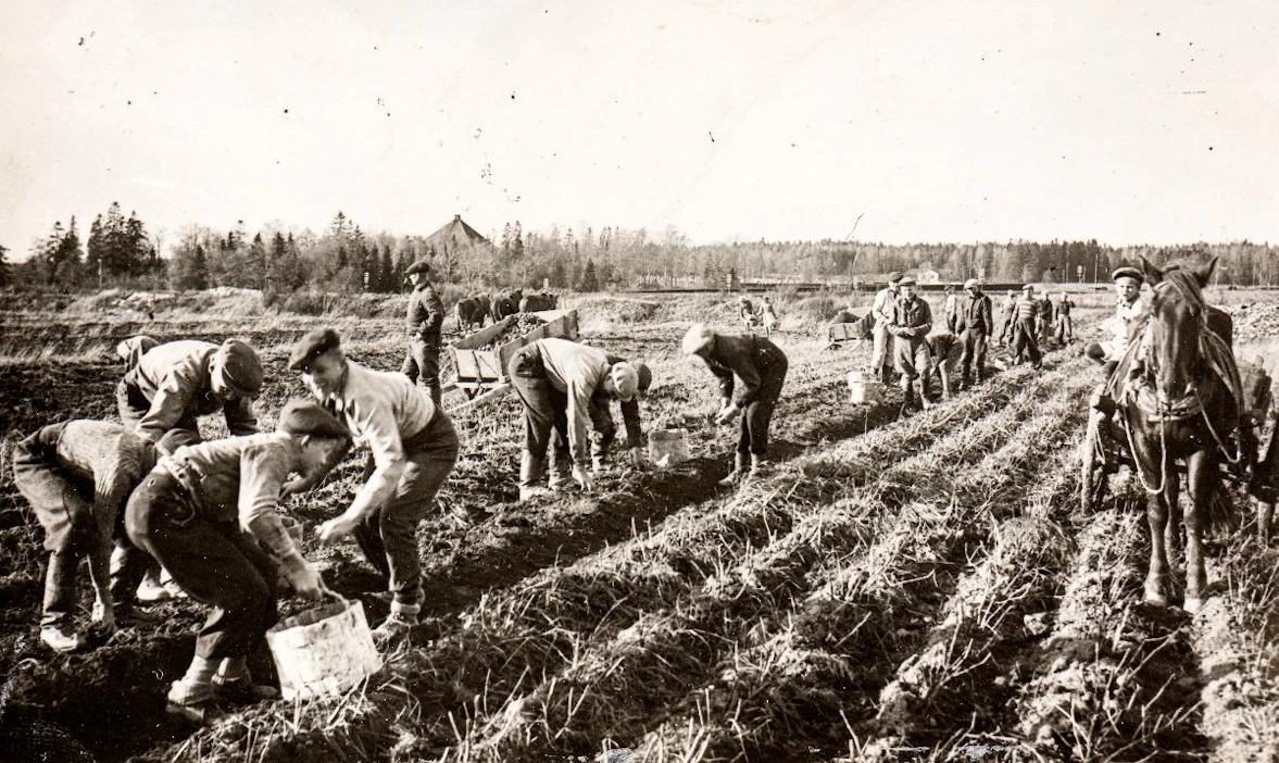 Museoviraston kuvassa on Turun suomalaisen lyseon poikia Maskun Kankaisten kartanossa perunannostossa lokakuussa 1943.