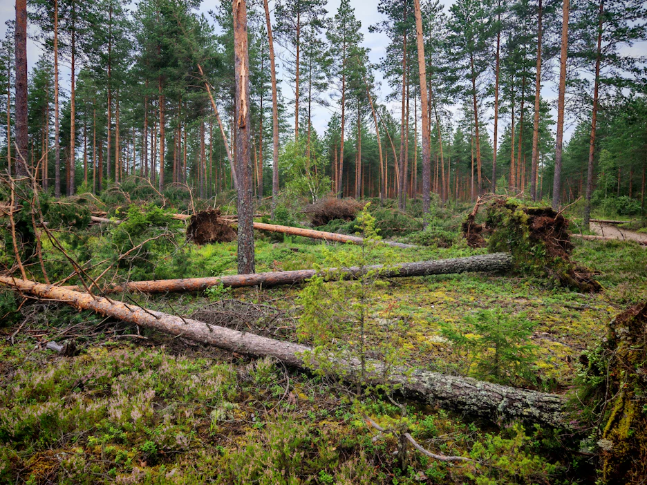 Myrsky kaatoi Mairen päivänä 2025 Harri Vinnamon metsästä puita, jotka oli istutettu vuoden 1961 Maire-myrskyn jälkeen.