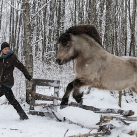 Kuvassa eläintenkouluttajaksi hiljattain valmistunut Tuuli Paananen käyttää positiivista vahvistetta koulutustilanteessa nuoren hevosen kanssa.