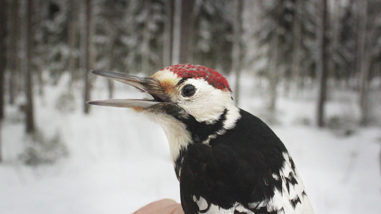 Valkoselkätikan kanta on vahvistunut, joten linnun hävittämisestä koituvaa sanktiota alennetaan.