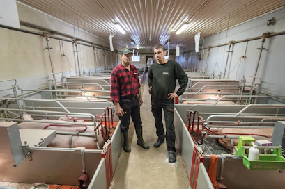 Maalahtelaisen Oy WestFarmin sikalan sähkölasku nousee tulevana talvena ainakin 30 000 euroa ellei enemmän. Kjell-Göran Paxal ja Tomas Långgård porsitusosastolla. Westfarmin muita osakkaita ovat Henrik Holm ja Anders Lillandt.