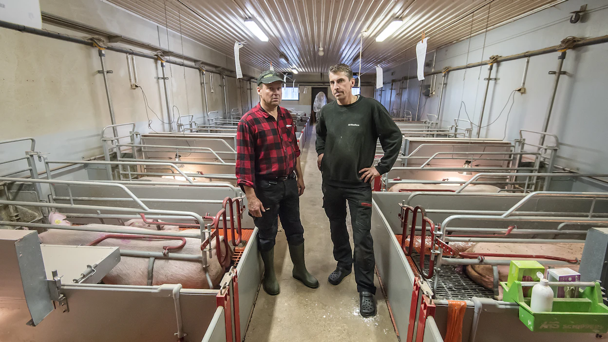 Maalahtelaisen Oy WestFarmin sikalan sähkölasku nousee tulevana talvena ainakin 30 000 euroa ellei enemmän. Kjell-Göran Paxal ja Tomas Långgård porsitusosastolla. Westfarmin muita osakkaita ovat Henrik Holm ja Anders Lillandt.