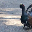 Ärhäkkä ukkometso pistää parastaan videolla.