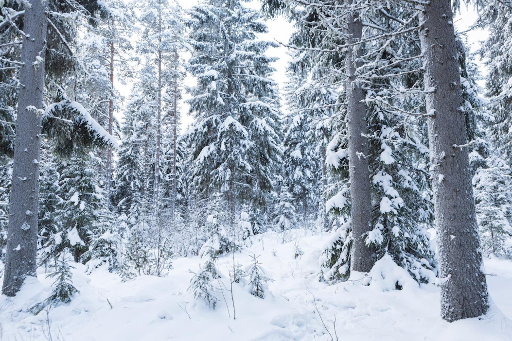 Näädänpyynnin sai aloittaa 1. elokuuta ja se päättyy 31. maaliskuuta.
