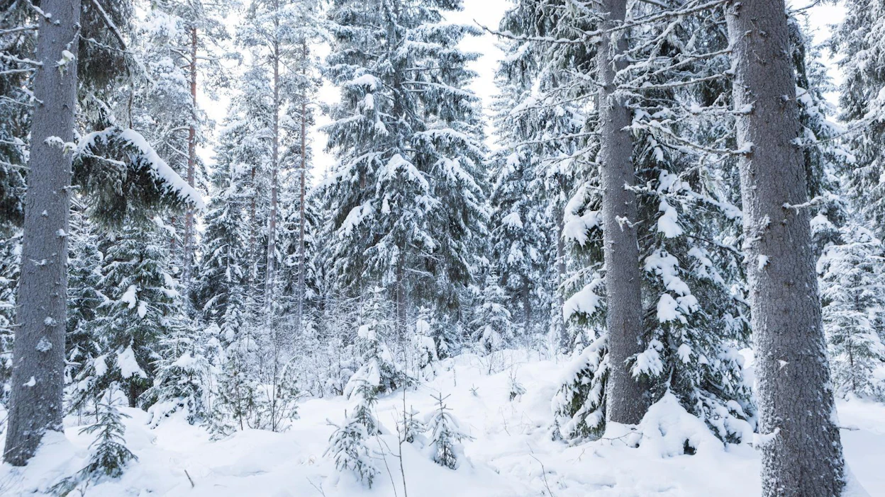 Näädänpyynnin sai aloittaa 1. elokuuta ja se päättyy 31. maaliskuuta.