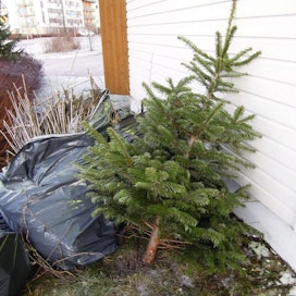 Pirkanmaan jätehuolto muistuttaa, että joulukuusia ei kuulu pakata jätesäkkiin. LEHTIKUVA / RITVA SILTALAHTI