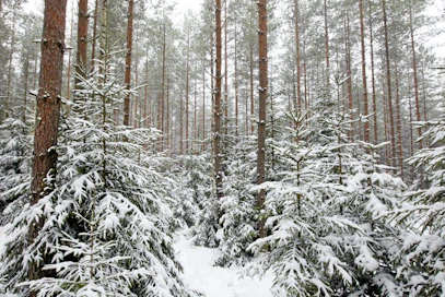 Metsikön vaihteleva ikärakenne hyödyttää monia riistalajeja.