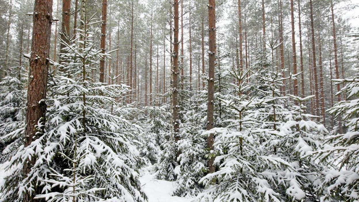 Metsikön vaihteleva ikärakenne hyödyttää monia riistalajeja.