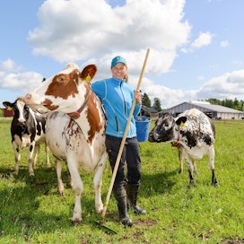 Christa Hällforsin pihattonavetan lehmät ulkoilevat ympäri vuoden.