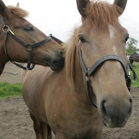 Hevosten omistajien parisuhdestatus aiheutti epäselvyyksiä tukihaussa. Kuvan hevoset eivät liity tapaukseen.