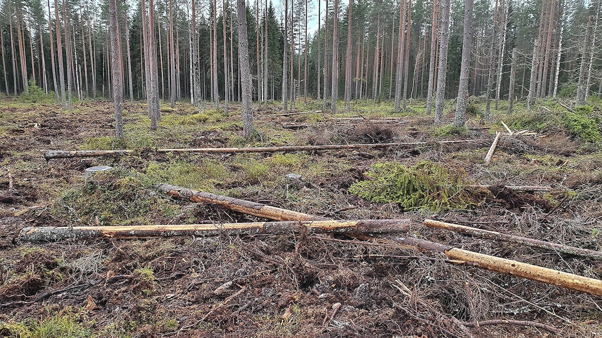 Marraskuun alussa suoritettiin kuvion loppuosan hakkuu. Kuolleet rungot katkottiin korkeiksi tekopökkelöiksi ja latvaosat karsittiin edellisen hakkuun laikutetulle alueelle. Tämä tehtiin siksi, että kuolleet puut houkuttelevat paikalle kirjanpainajien luontaisia vihollisia.