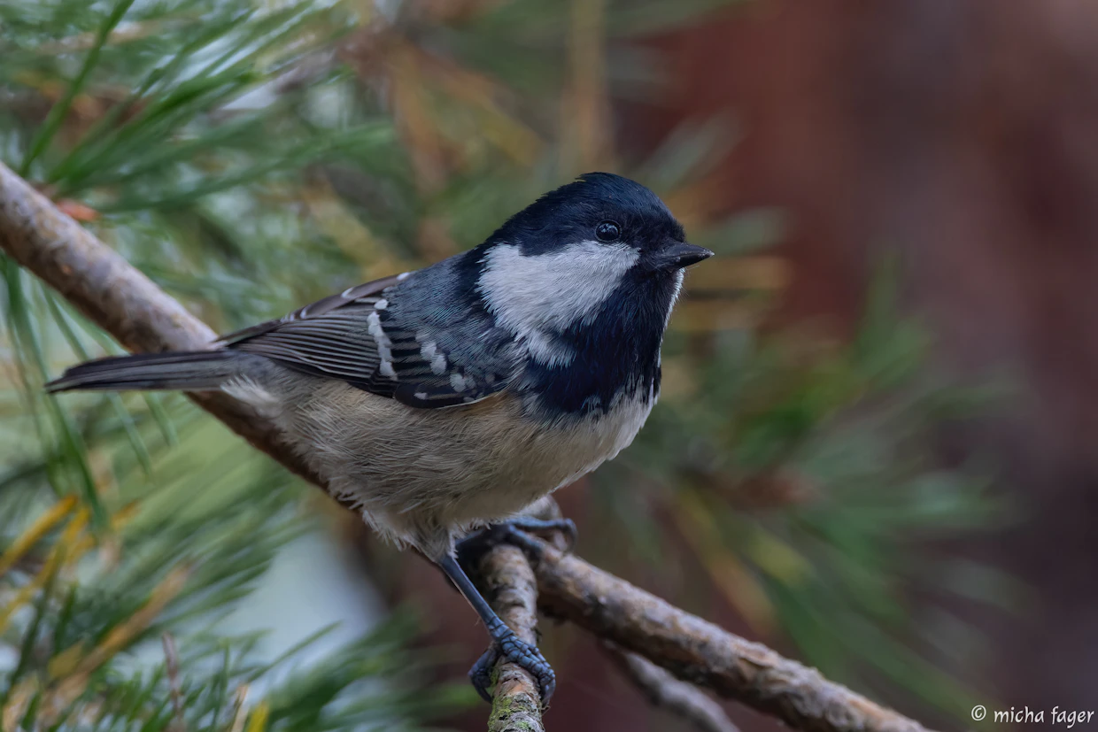 BirdLife Suomen mukaan kuusitiaisia on vaeltanut tänä syksynä Suomessa moninkertaisia määriä edelliseen ennätyssyksyyn 2009 verrattuna.