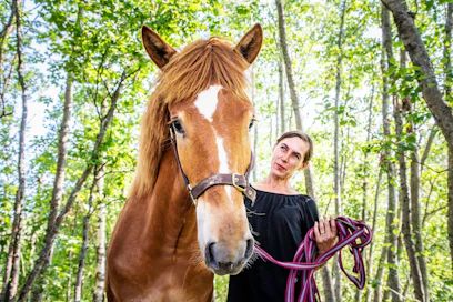 Suomenhevonen on yhä monimuotoinen rotu, mutta se on kokenut muutoksia matkalla vuosisadan taitteesta nykypäivään. Kuvassa biologi Karin Hemmann ja Elsa-varsa.