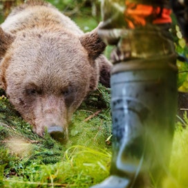 Kuvan uroskarhu ammuttiin eilen karhujahdin avauspäivänä Ilomantsin Hömötissä.