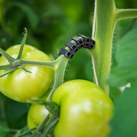 Tomaatit ovat esimerkki elintarvikkeesta, joiden kasvattaminen Suomessa on teknologiasta riippuvaista.