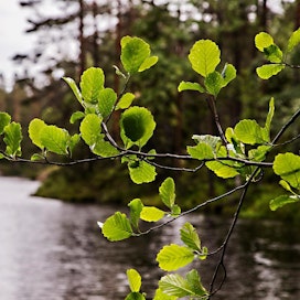 Suomen metsät ovat hiilinieluja, mutta EU:n laskelmissa niistä voi tulla laskennallisia päästöjä.