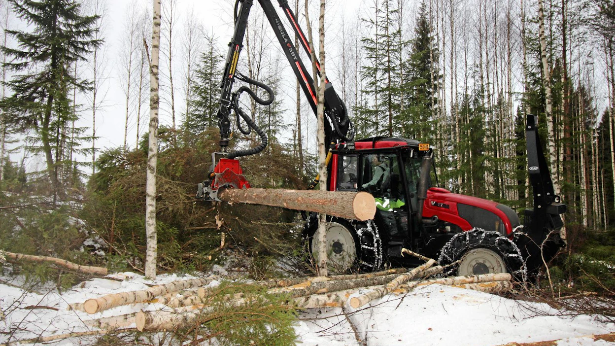 Tässä ensiharvennuskohteessa puusto oli niin tiuhaa, että ennen hakkuuta leimikko oli esiraivattava.