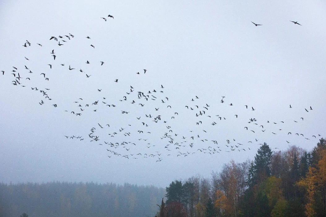 Suomesta lähti paljon paikallisia hanhia 12.–13.10. ja viimeiset isot arktiset muutot tapahtuivat 14.10. ja 18.–19.10. Nämä hanhet on kuvattu 9.10 Pohjois-Espoossa.