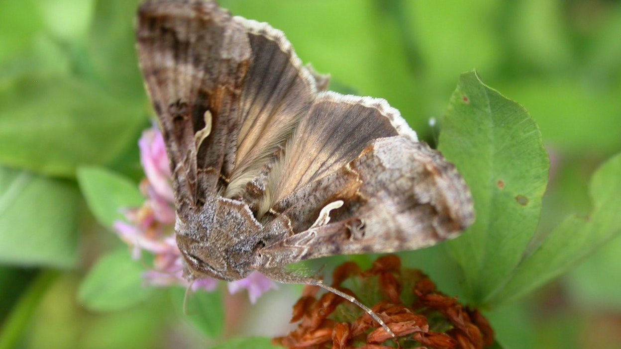 (Kuva: Maaseudun Tulevaisuus)