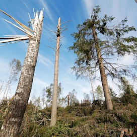 Myrskyn kaatamien puiden korjuu on työlästä. Kuva on Kiimingin myrskytuhokohteelta.