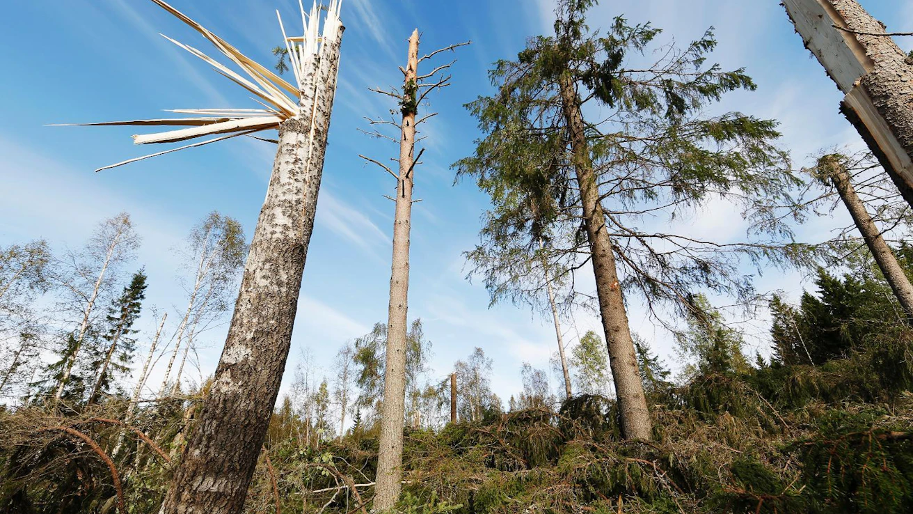 Rauli oli kesämyrskyksi harvinaisen voimakas. Kuva vuodelta 2016 Kiimingistä Raulin myrskytuhokohteelta.