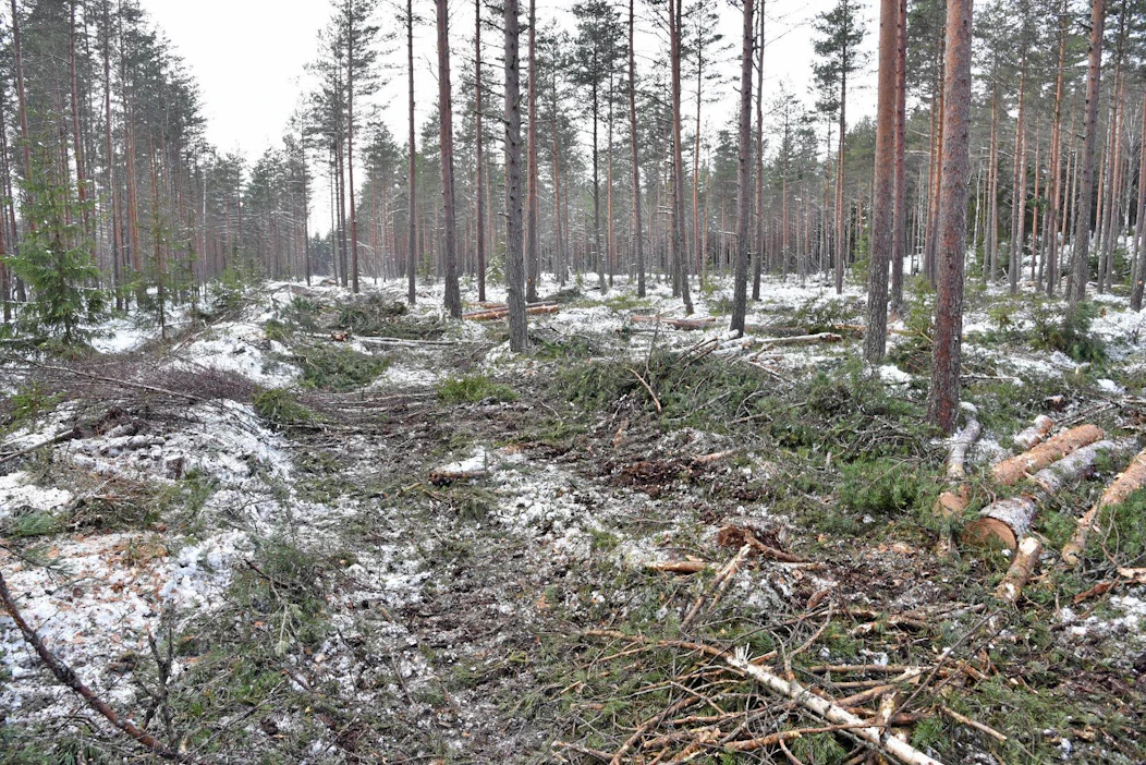 Suometsäkin kasvaa hoidettuna hyvin ja on ilo silmälle.