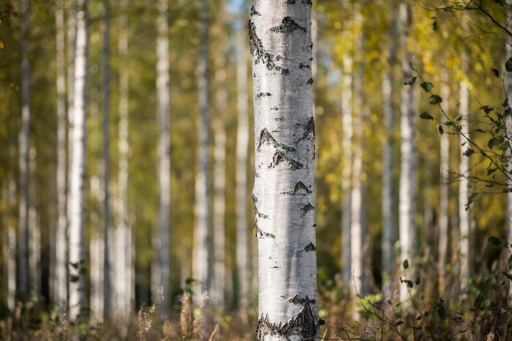 Hellä Neuvonen-Seppäsen mukaan karjalaisten Sopeutumisesta tuli tarina, jota kerrottiin ja jota on tarvetta vieläkin kertoa.