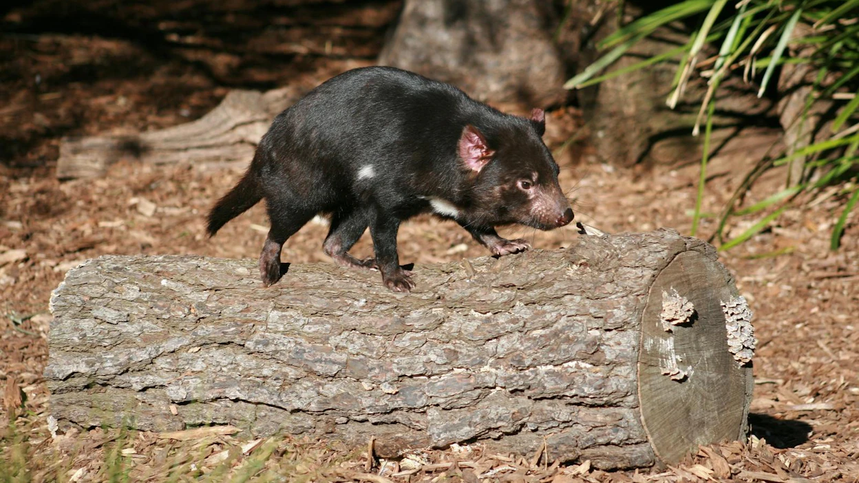 Antibioottiresistentit bakteerikannat ovat vakava uhka kansanterveydelle, mutta eivät pussiahmalle.