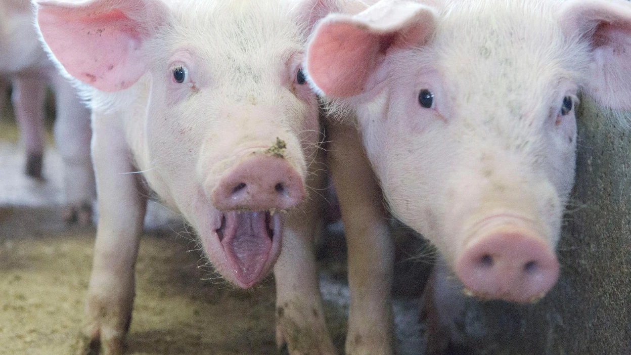 Sikatiloilla kannattavuuskerroin laskee tänä vuonna 0,24:ään, kertoo Luken tuore ennuste.