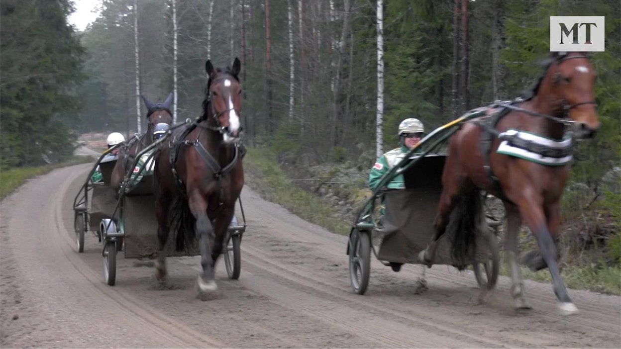 Ravivalmentaja Tapio Mäki-Tulokkaan tallilla hevoset ovat kesällä valjaissa 2–3 kertaa viikossa, startin jälkeen on muutaman päivän huili.