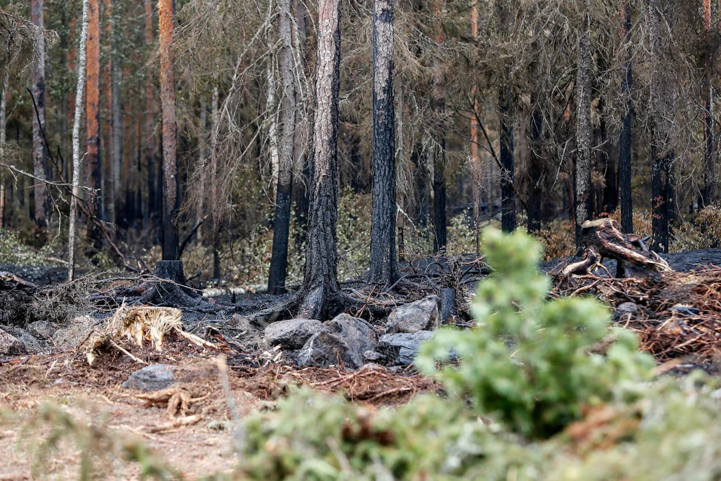 Ruotsin turvallisuusviraston MSB:n mukaan maassa on viikon aikana syttynyt noin 50 ruohikkopaloa ja 10–15 metsäpaloa joka päivä. Kuvituskuva.