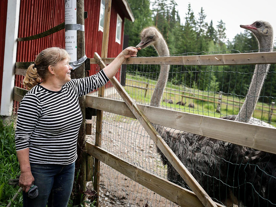 Strutsit Prinsessa ja Akseli kärttävät makupalaa maaseutuyrittäjä Mirja Viléniltä.