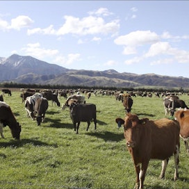Lehmät laiduntavat Uudessa-Seelannissa ympäri vuoden. Usein laitumet syötetään laumalle lohko kerrallaan, noin 20 päivän välein. Terhi Torikka