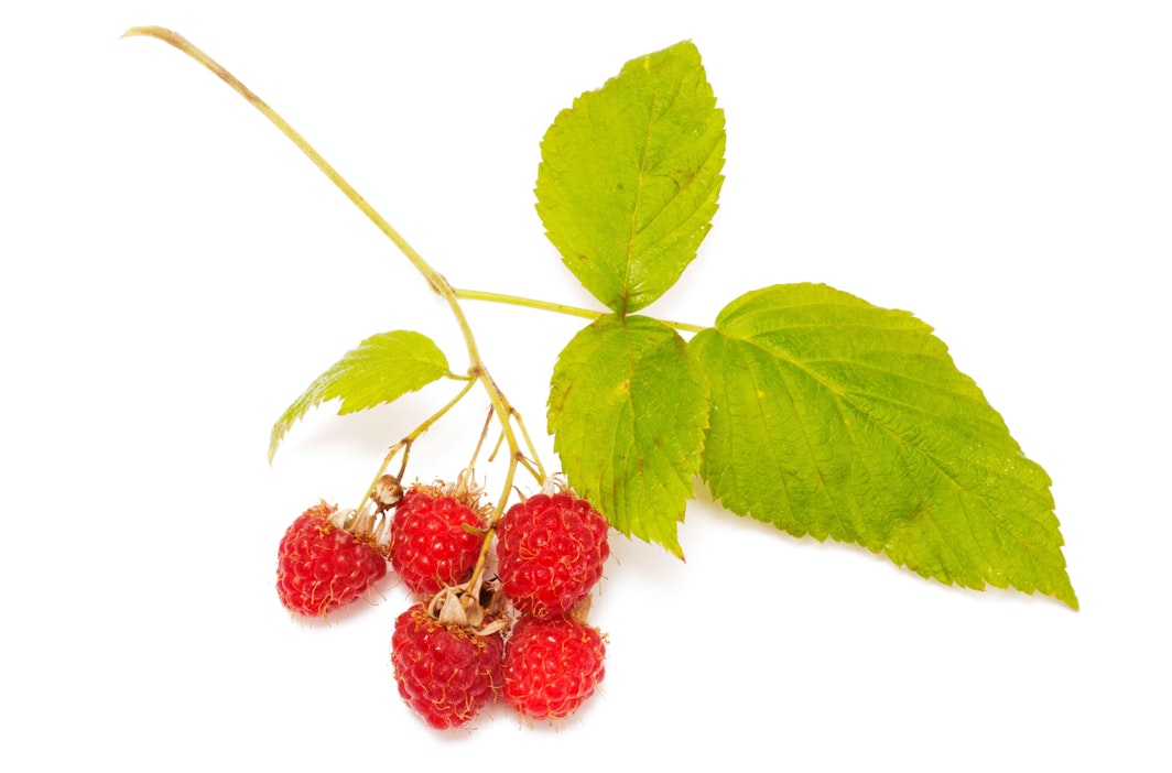 Alkoholi irrottaa marjan väriaineita sekä maku- ja tuoksuaromeja.