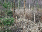 Koneviestin vuonna 2012 toteutetussa ketjuraivaussahan kokeilujutussa todettiin reikäperkauksen jäljen näyttävän hurjalta. Miten näkymä muuttuu vuosien saatossa ja millainen metsä paikalle syntyy, siitä Koneviesti ottaa jatkossa selvää.