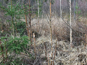 Koneviestin vuonna 2012 toteutetussa ketjuraivaussahan kokeilujutussa todettiin reikäperkauksen jäljen näyttävän hurjalta. Miten näkymä muuttuu vuosien saatossa ja millainen metsä paikalle syntyy, siitä Koneviesti ottaa jatkossa selvää.