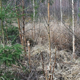 Koneviestin vuonna 2012 toteutetussa ketjuraivaussahan kokeilujutussa todettiin reikäperkauksen jäljen näyttävän hurjalta. Miten näkymä muuttuu vuosien saatossa ja millainen metsä paikalle syntyy, siitä Koneviesti ottaa jatkossa selvää.
