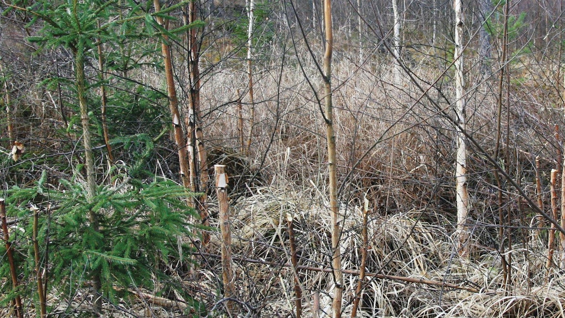 Koneviestin vuonna 2012 toteutetussa ketjuraivaussahan kokeilujutussa todettiin reikäperkauksen jäljen näyttävän hurjalta. Miten näkymä muuttuu vuosien saatossa ja millainen metsä paikalle syntyy, siitä Koneviesti ottaa jatkossa selvää.